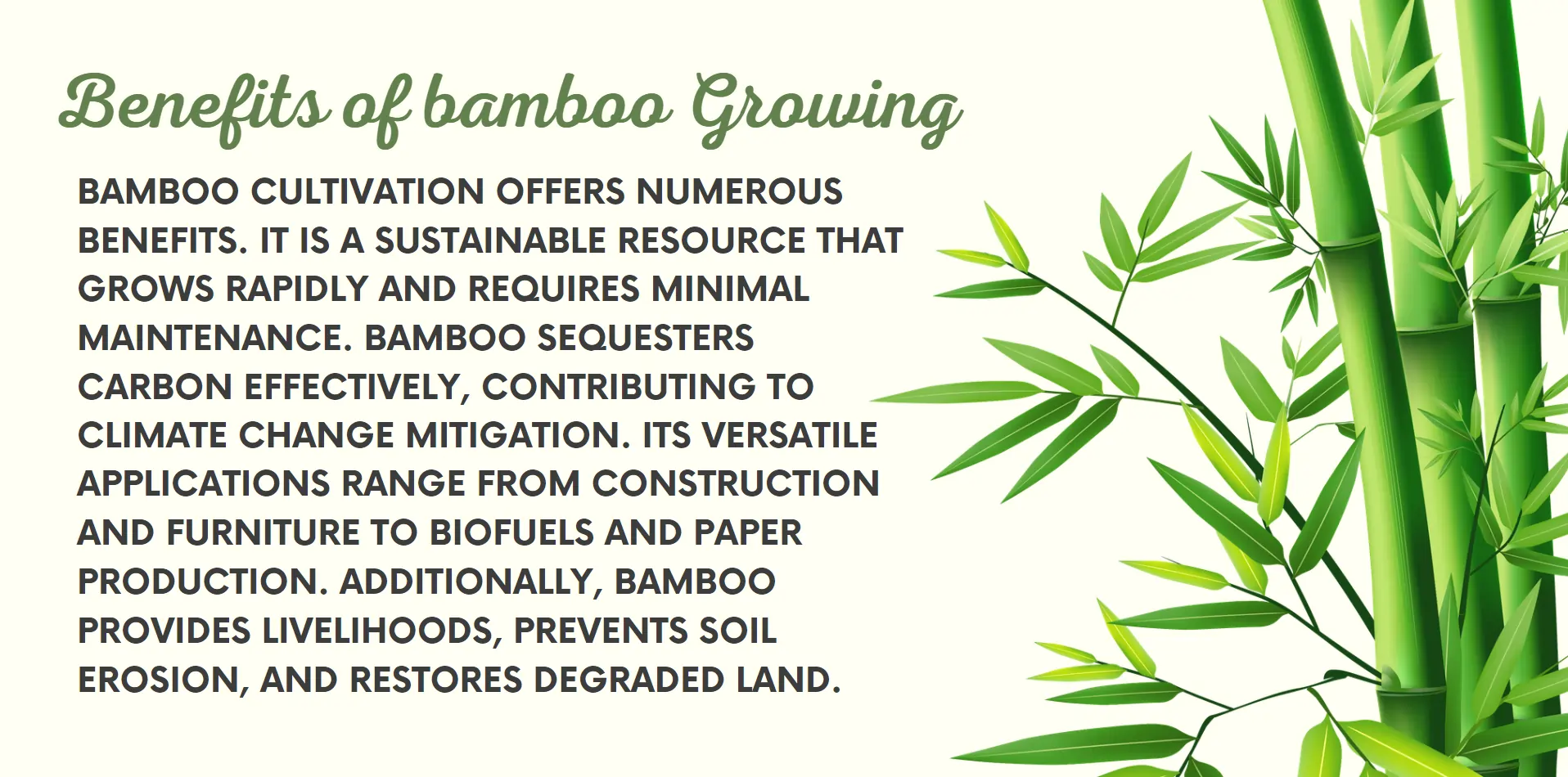 bamboo-growing