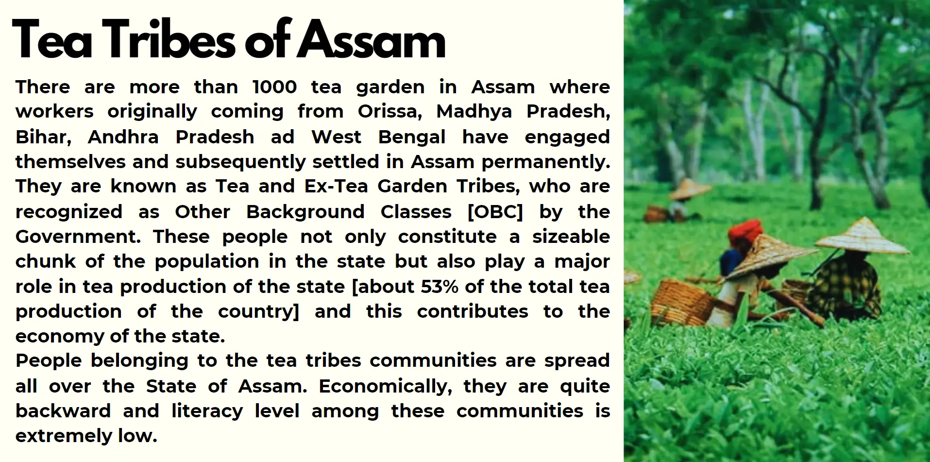 tea-tribes-of-assam