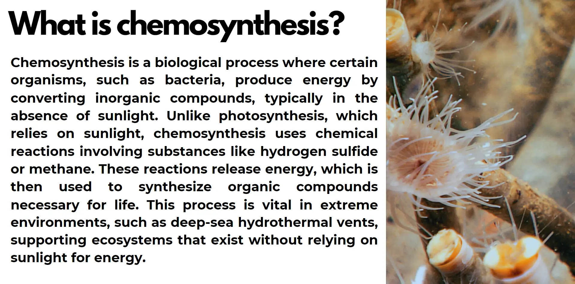 what-is-chemosynthesis