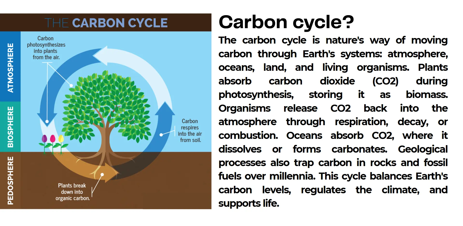 carbon-cycle