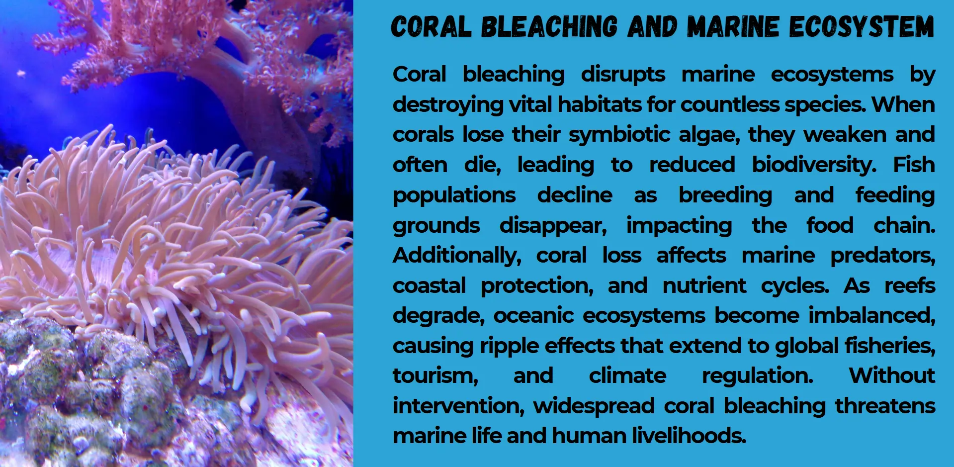 marine-ecosystem