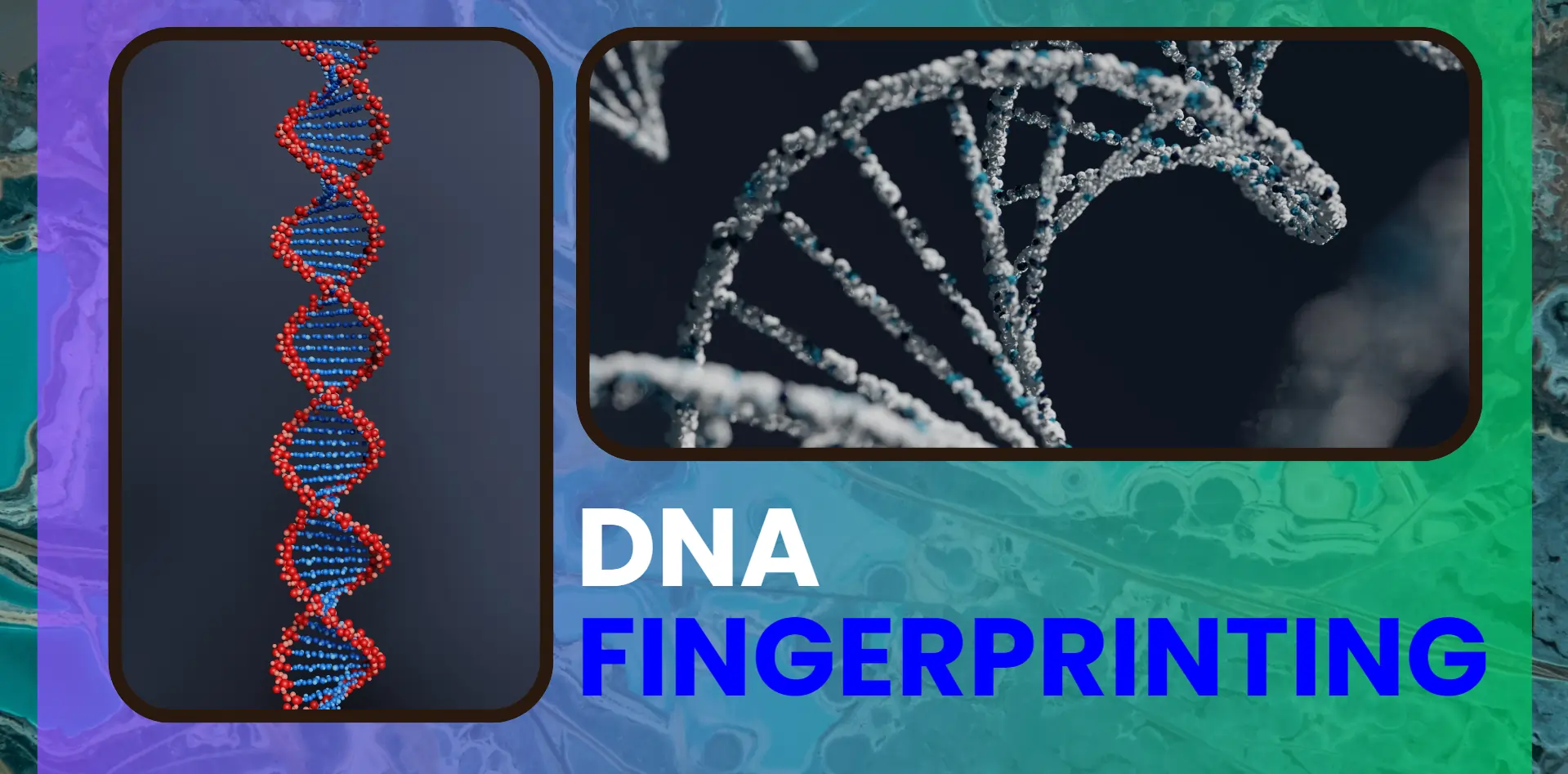 dna-fingerprinting