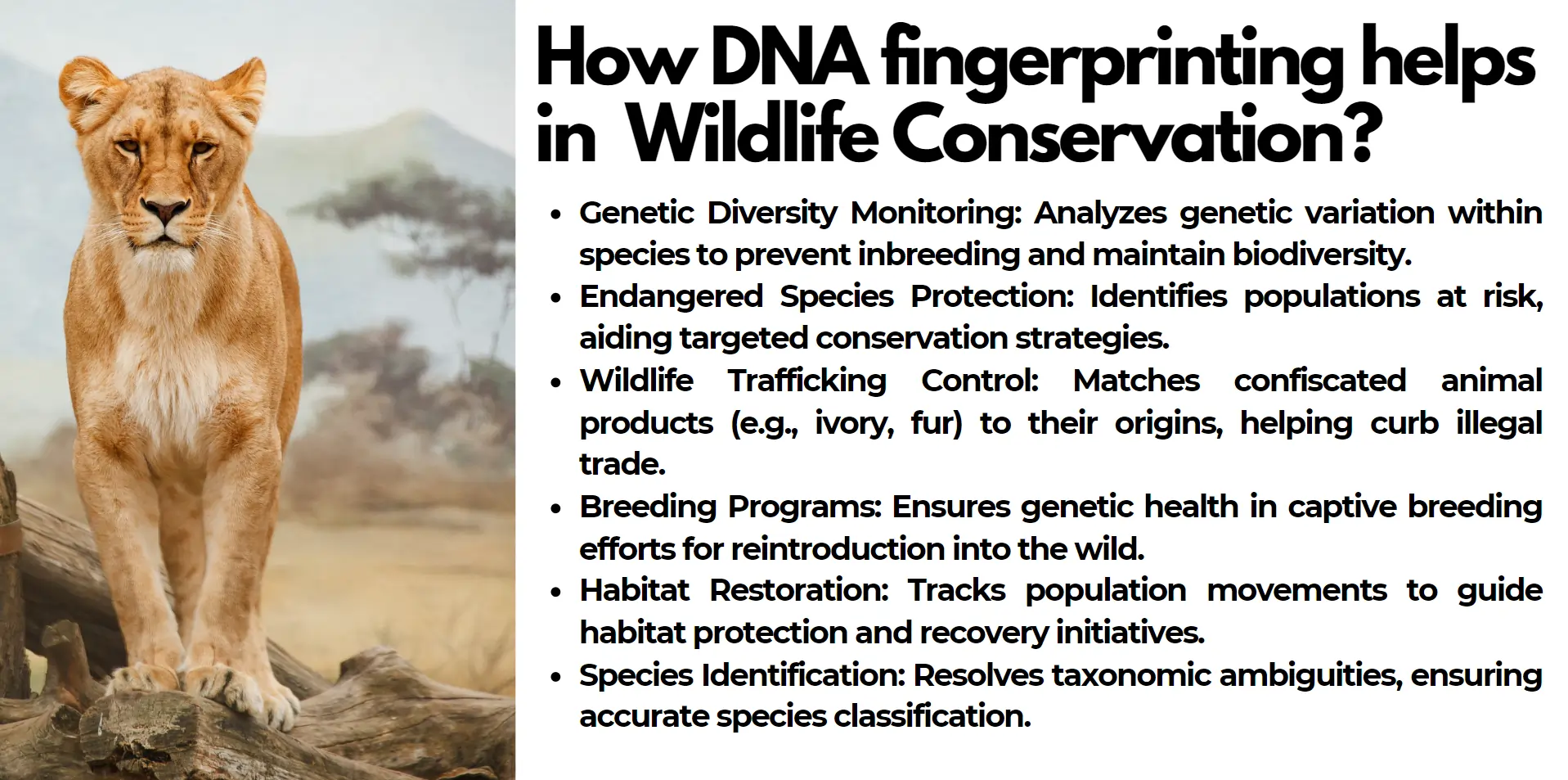 wildlife-conservation