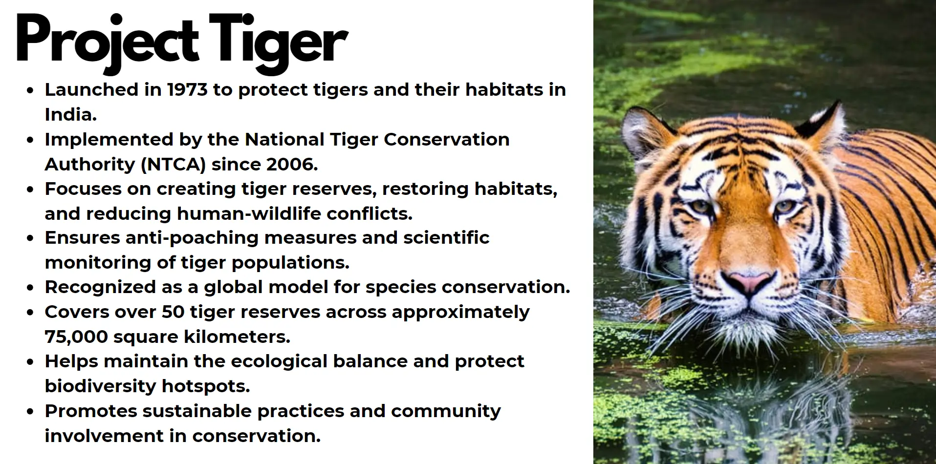 project-tiger