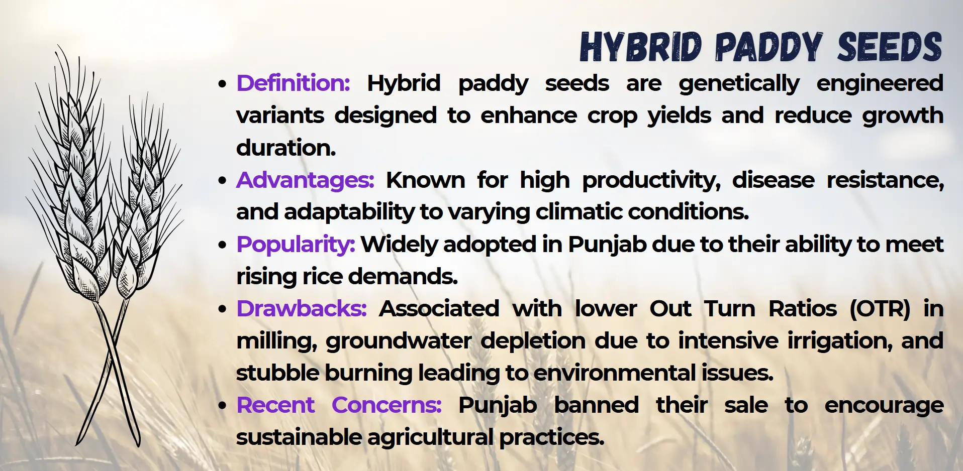 hybrid-paddy-seeds