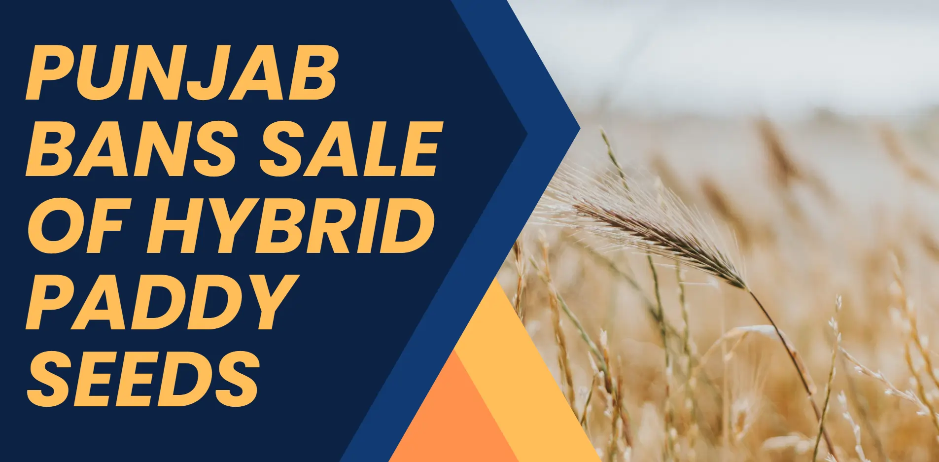 pujab-ban-hybrid-paddy-seeds