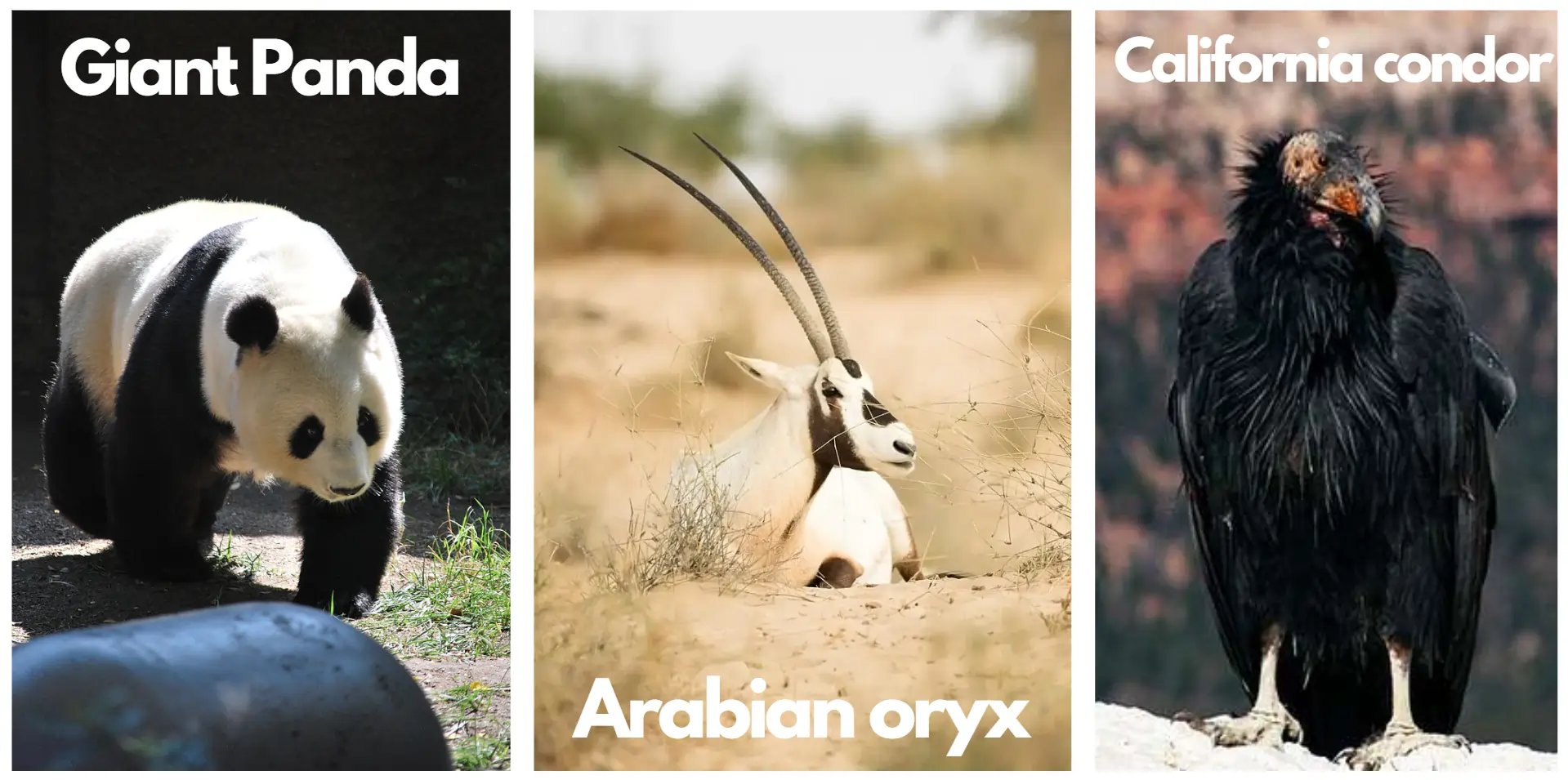 giant-panda