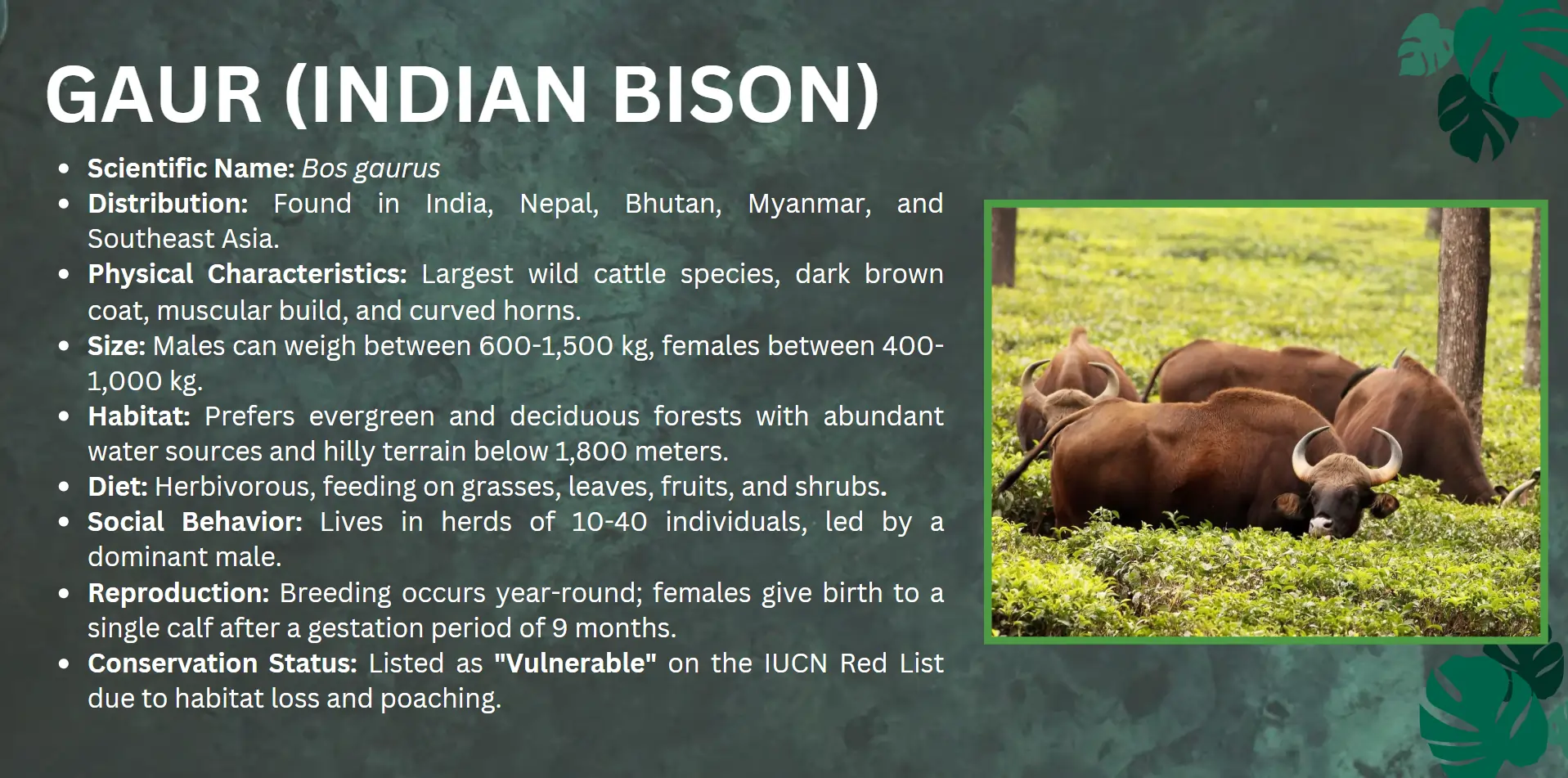 gaur-india-bison