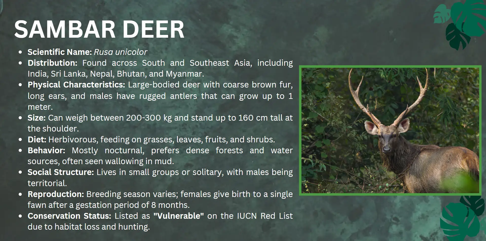 sambar-deer