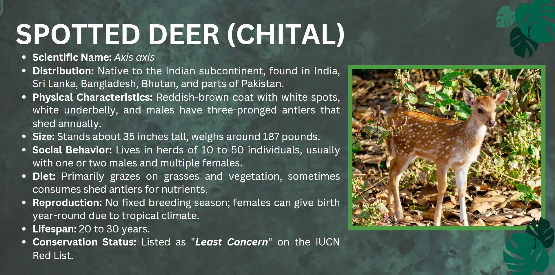spotted-deer-chital