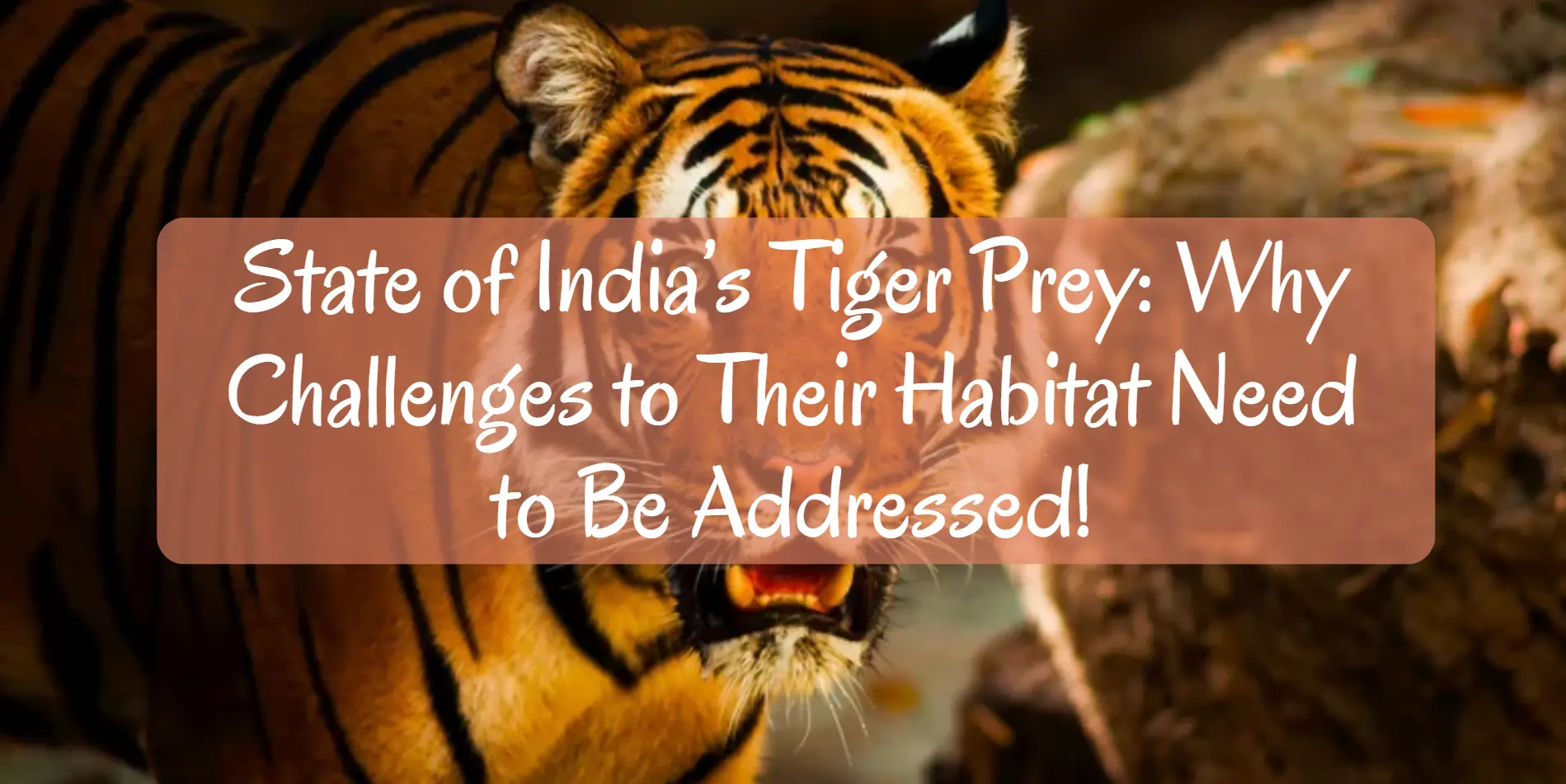 states-of-india-tiger-prey