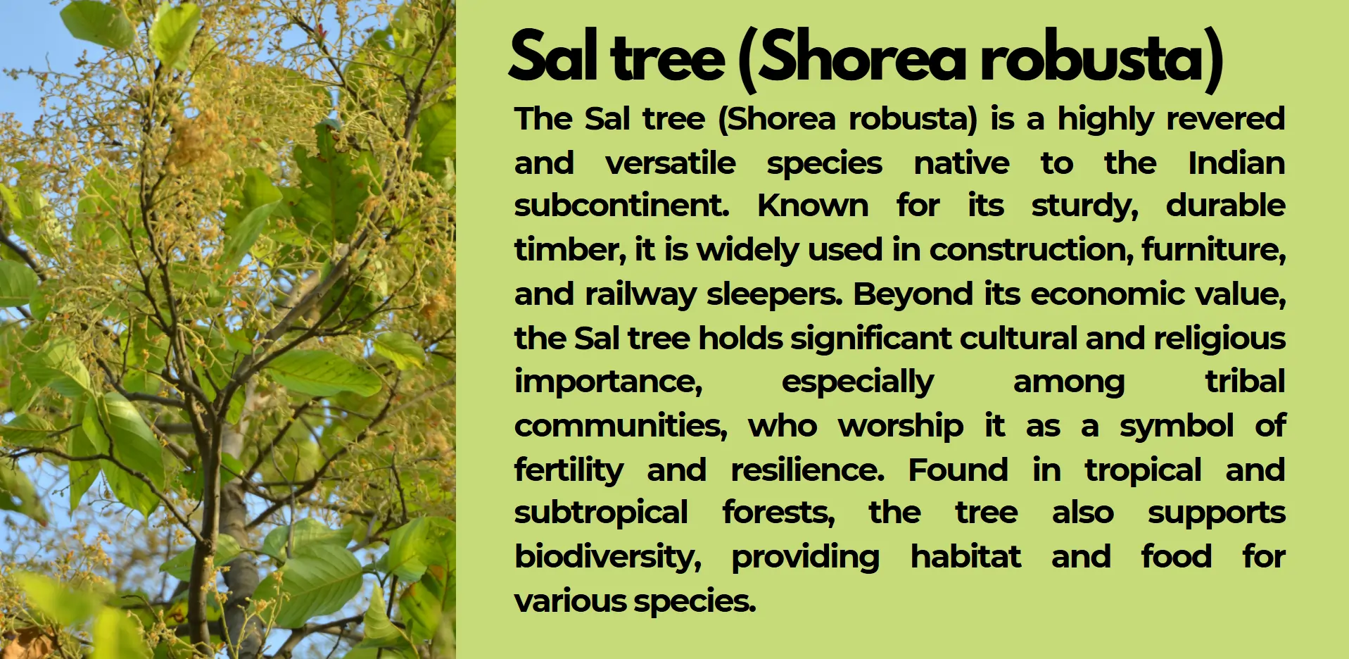 sal-tree