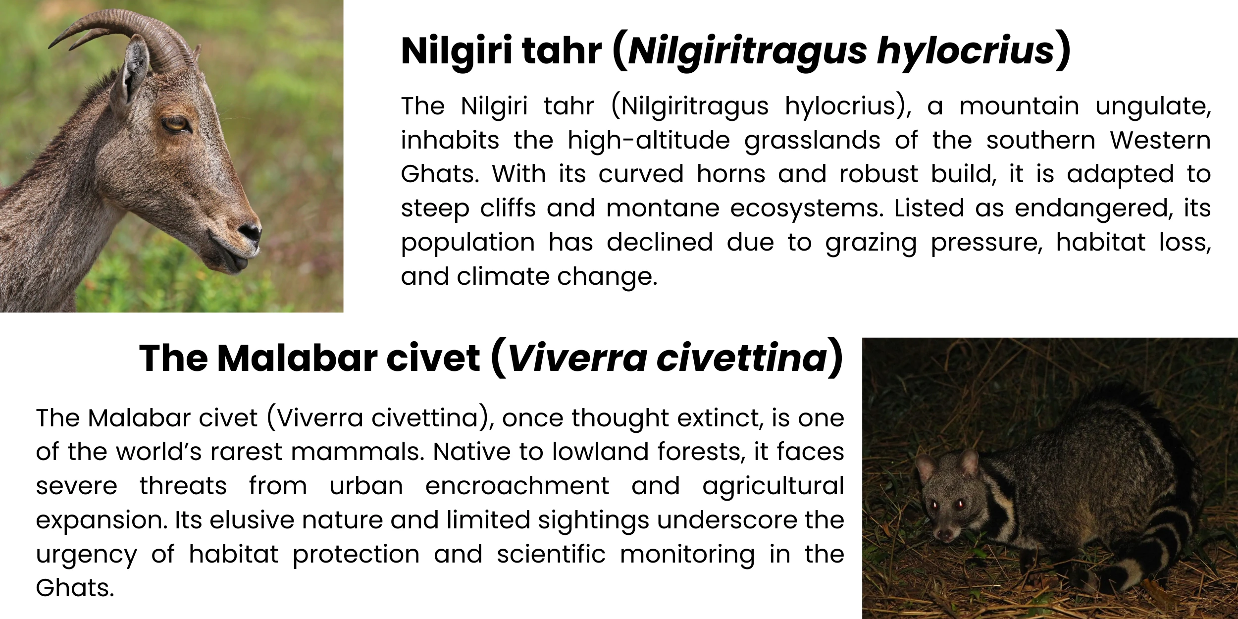 nilgiri-tahr